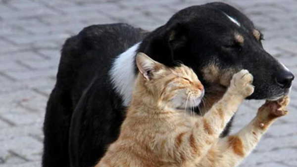 4 Nisan Dünya Sokak Hayvanları Günü’nde uzmanlar tedavide eşitsizliğe dikkat çekti: 'Üretmeyin, sahiplenin'