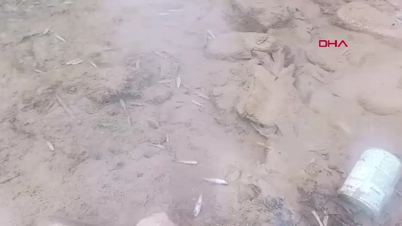 Oba Çayı'nda toplu balık ölümüne inceleme