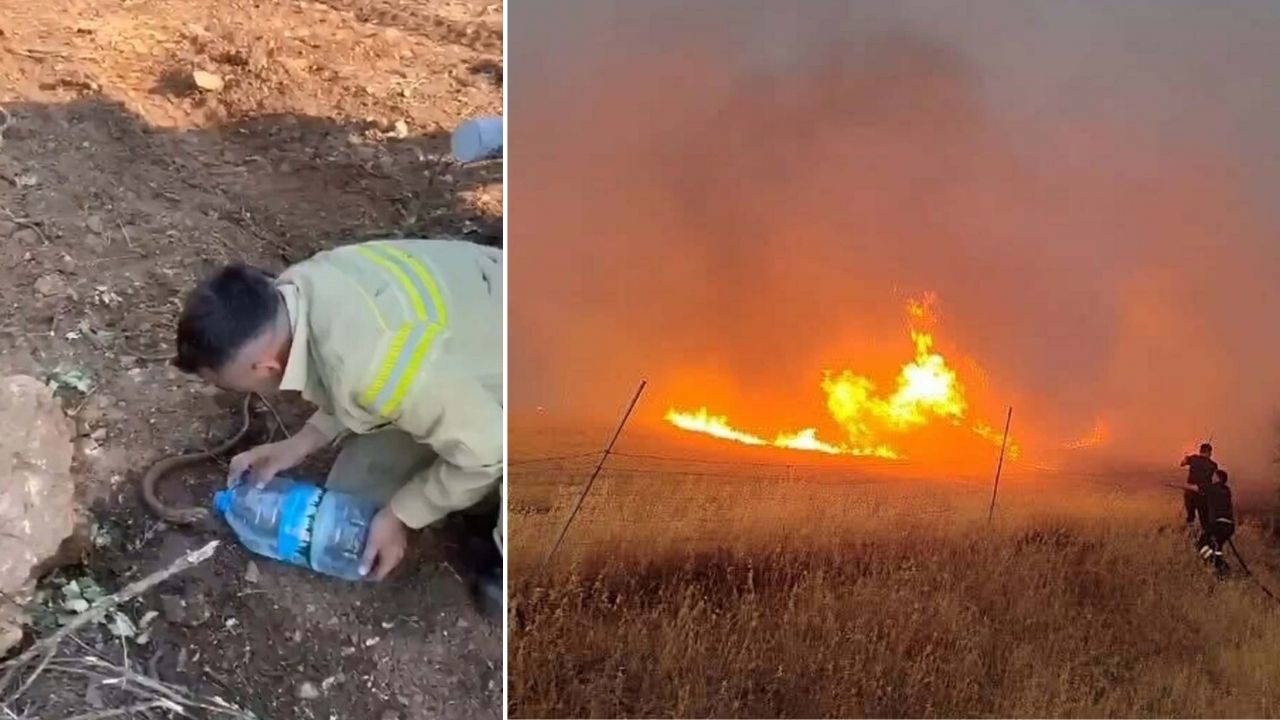 Orman personeli, yangından etkilenen oluklu kertenkeleyi su vererek serinletti