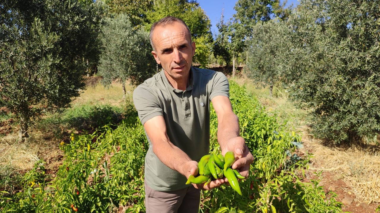 Denizli'de hasat başladı: Dekar başına yaklaşık bir ton ürün...