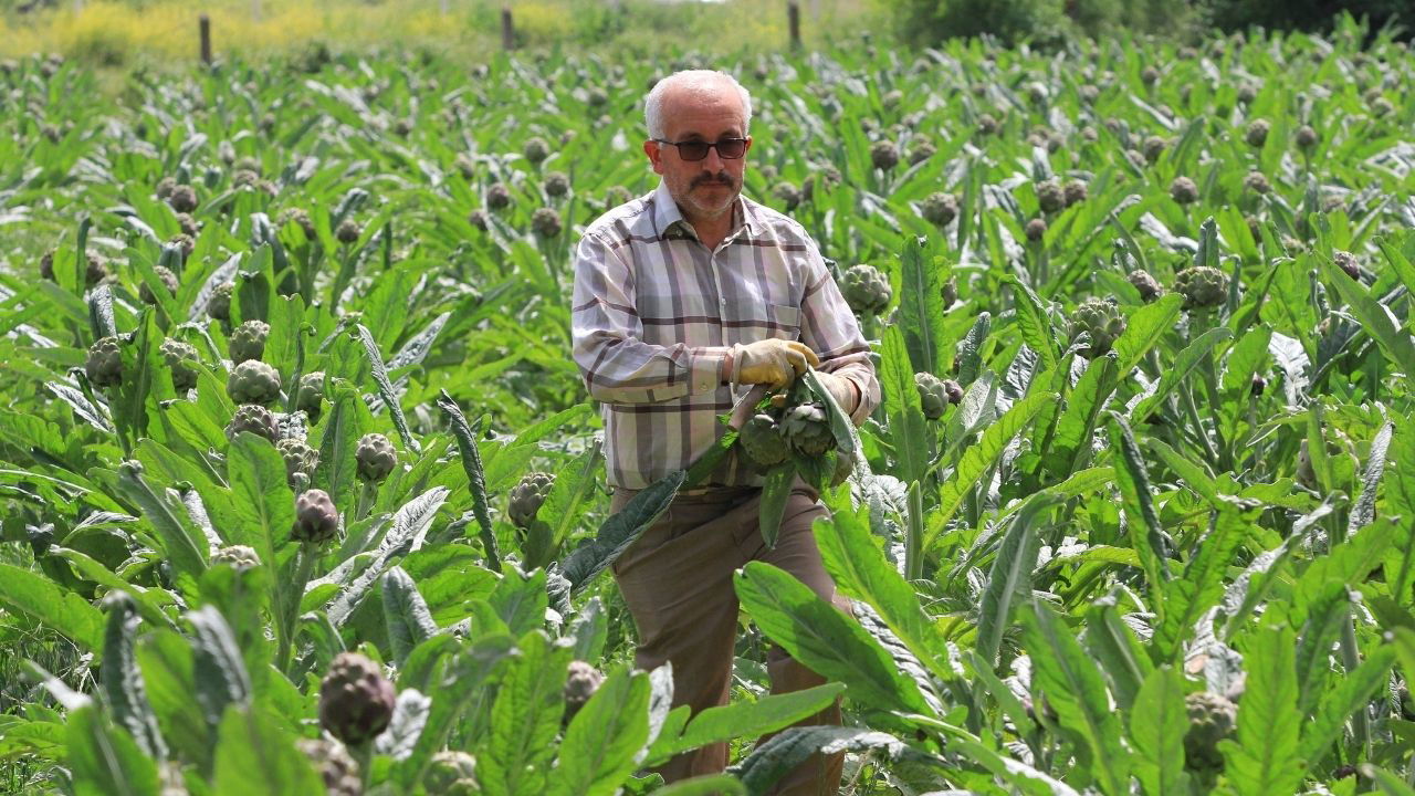 Hasanağa'da hasat başladı: Siparişleri şubat ayında alındı! Tanesi 70 lira...