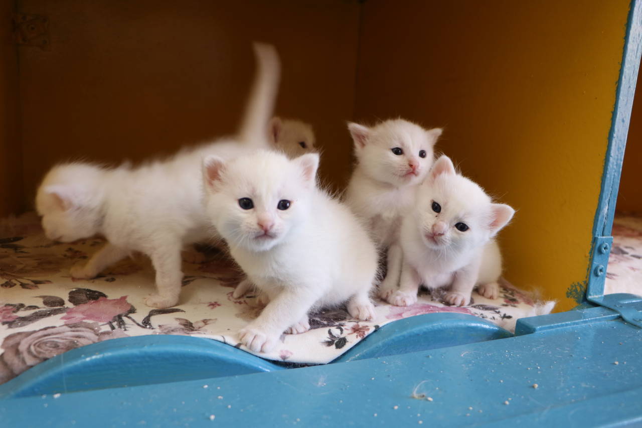 Van Kedi Villası'nda 100 yavru doğdu: Binlerce ziyaretçi akını