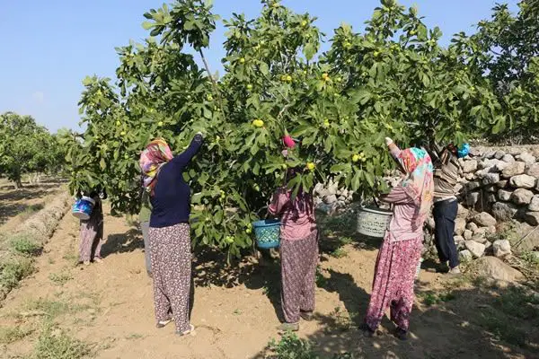 Kraliyet ailesinin gözdesiydi, tarlada fiyatlar çakıldı