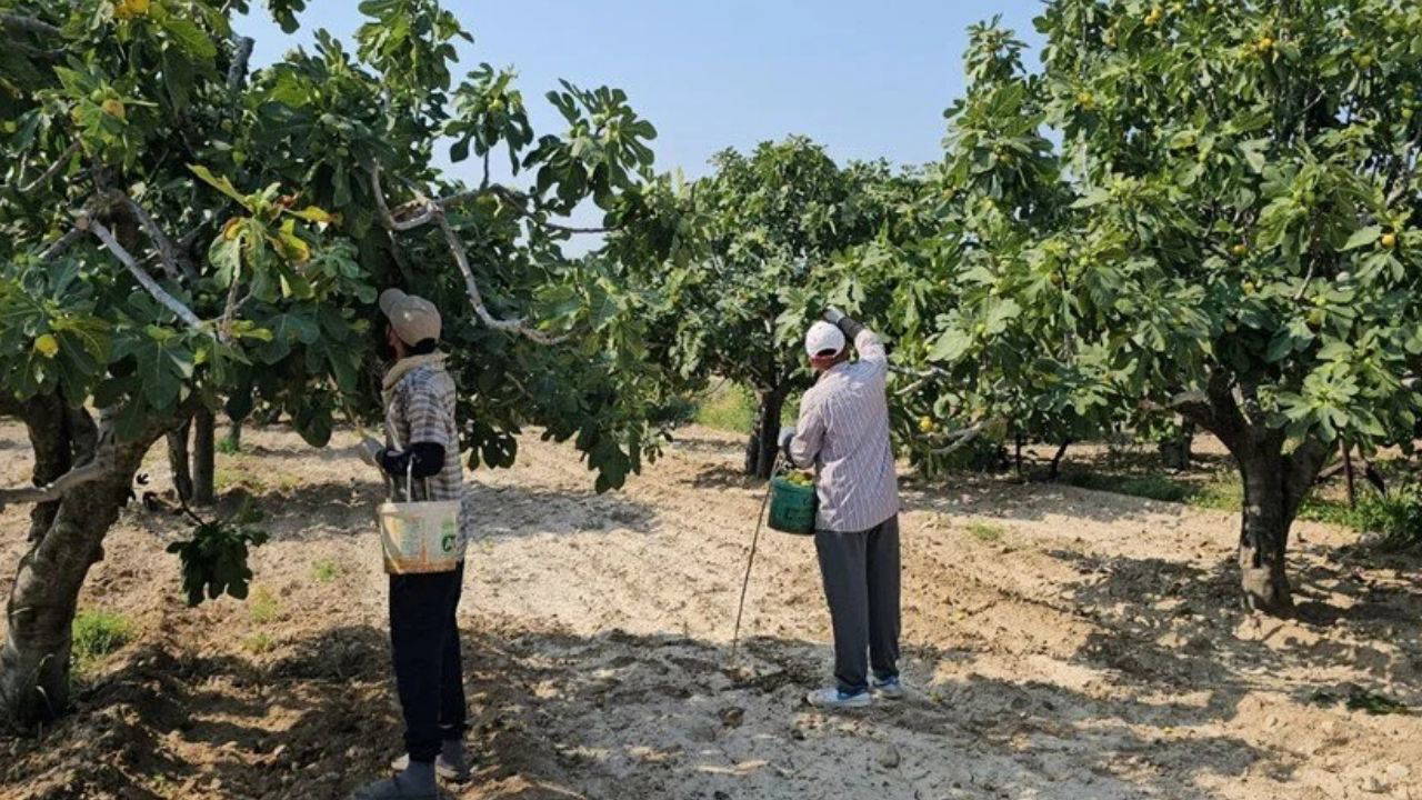 Aydın'ın damak çatlatan lezzeti: Pazarda kilosu 150 TL