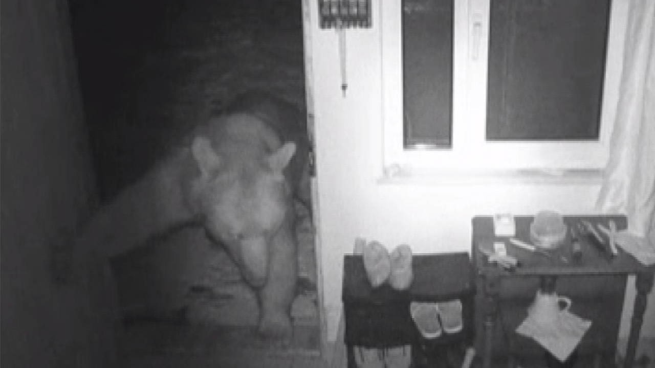 Yayla evlerine girip, mahallelerde dolaşan ayılar kamerada