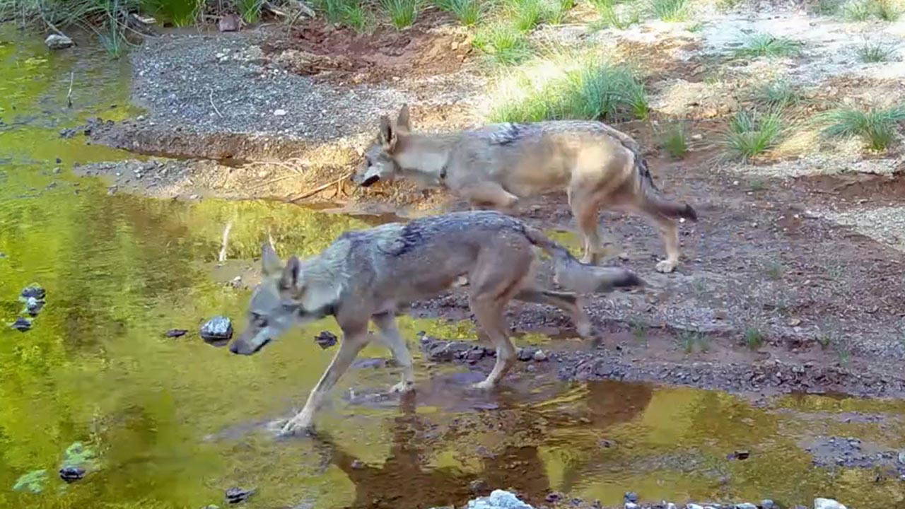 Muğla'da su kaynağına gelen kurtlar fotokapan kamerasında
