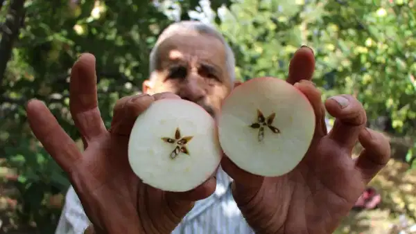 Amasya'dan Gelen Tat: Misket Elması Hasadı Verimliliğiyle Geliyor!