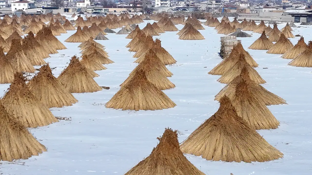 Hasadı karlar altında sürüyor: Mahallenin geçim kaynağı