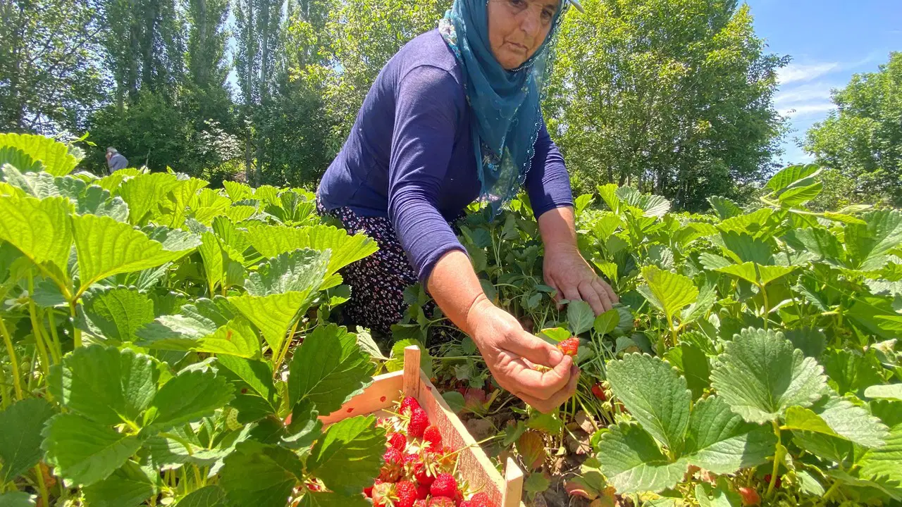 Kuyulu'da hasat sabahın ilk ışıkları ile başlıyor: Açılışı kilo 90 lira!