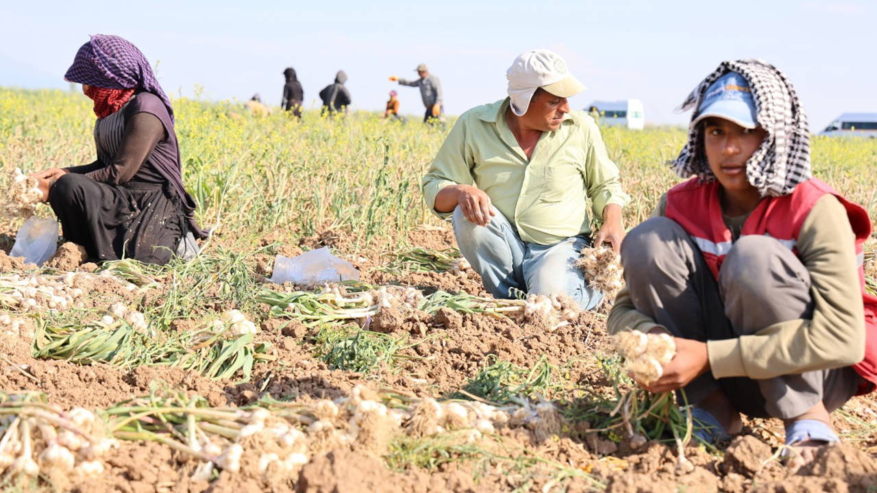 Rusya, Almanya ve İspanya'nın antibiyotiği Aksaray'dan :Hasadı başladı