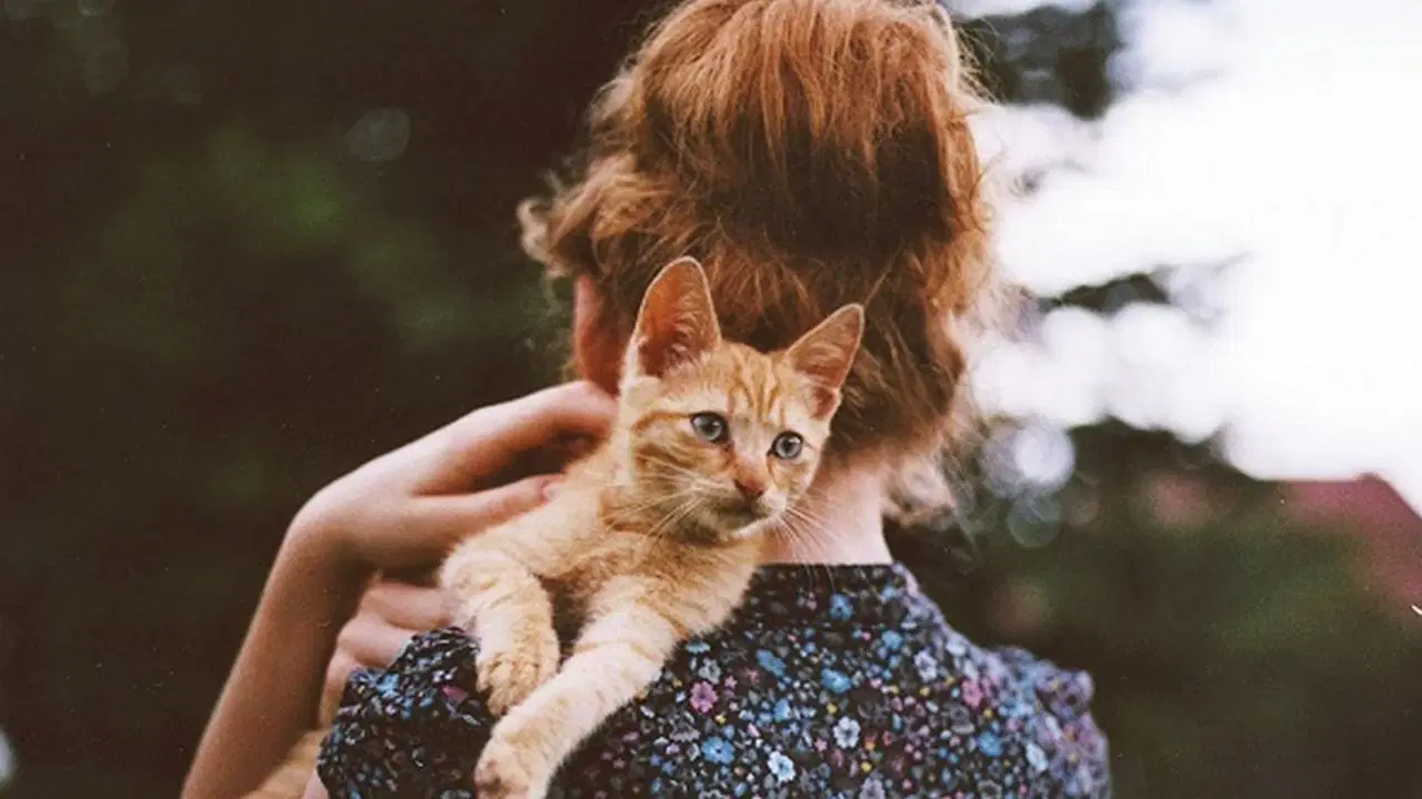 Bilim dünyası şokta: Kedilerdeki kanser genetiği insanlarla neredeyse aynı!