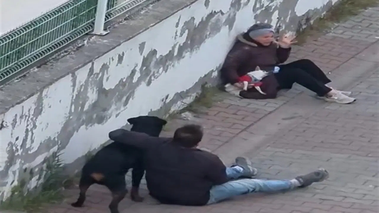 Ümraniye’de ağızlıksız gezdirilen rottweiler, küçük ırk köpeğe saldırdı