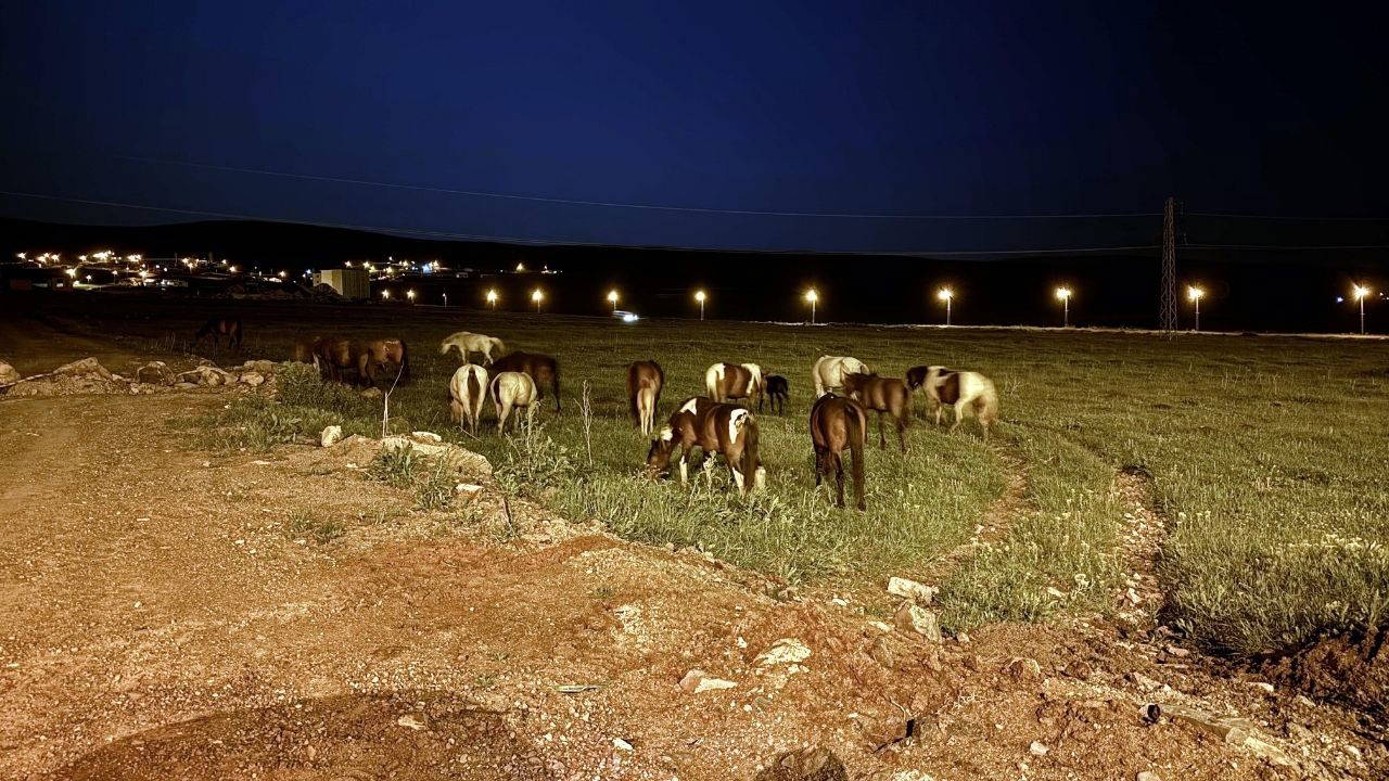 Ardahan'da yiyecek bulmak için kara yoluna inen yılkı atları ulaşımı aksattı