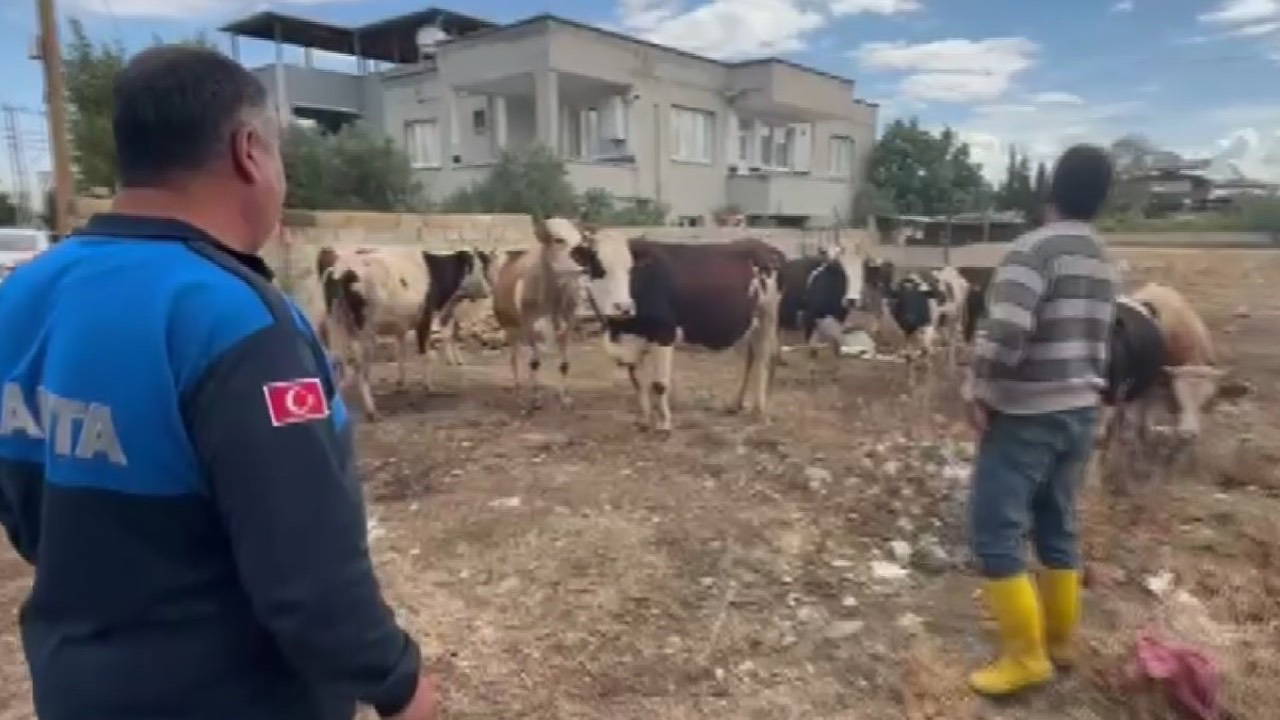 Gaziantep'te 17 büyükbaş hayvan kayboldu: Kulak küpeleri sayesinde bulundu