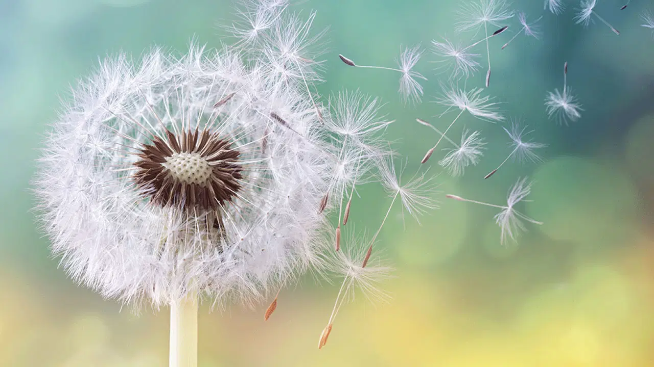 Hapşırık, kaşıntı, akıntı… Alerji mevsimi başladı: Uzmanlardan korunma önerileri