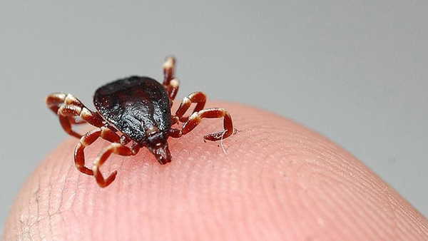 Havalar ısındı, keneler uyandı: Uzmanından kritik uyarı geldi