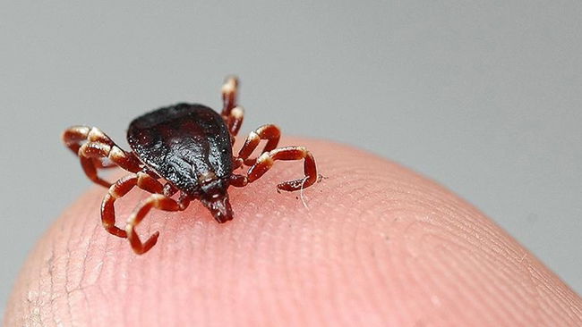 Havalar ısındı, keneler uyandı: Uzmanından kritik uyarı geldi