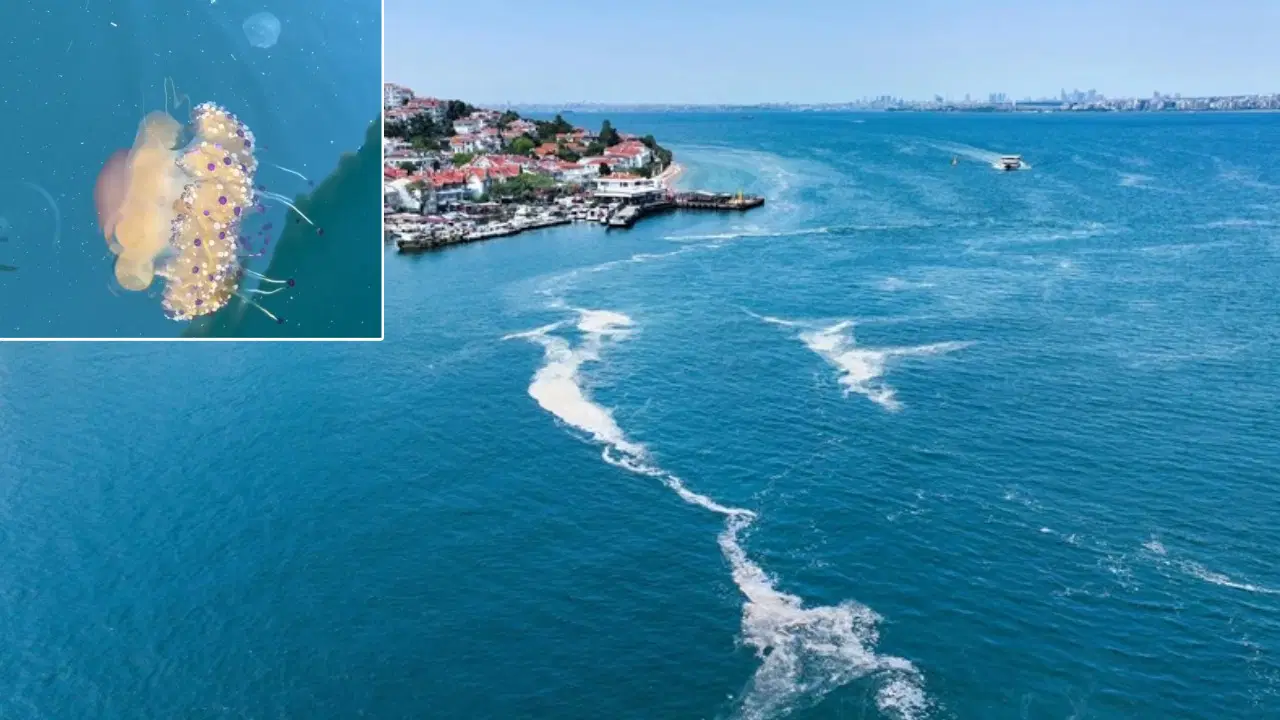 Marmara Denizi’nde ‘sahanda yumurta’ denizanası görüntülendi