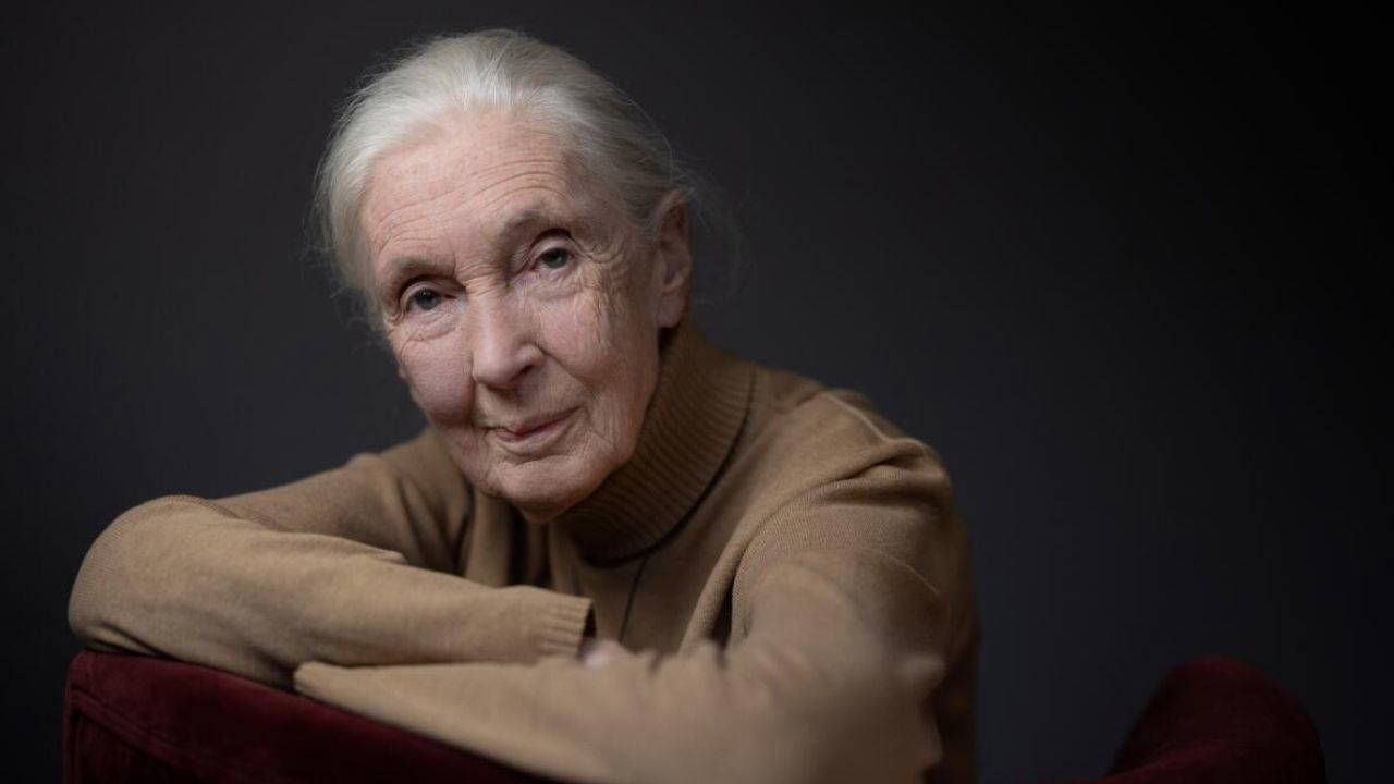 Jane Goodall kimdir? Jane Goodall kaç yaşında, nereli? Jane Goodall neden öldü? 