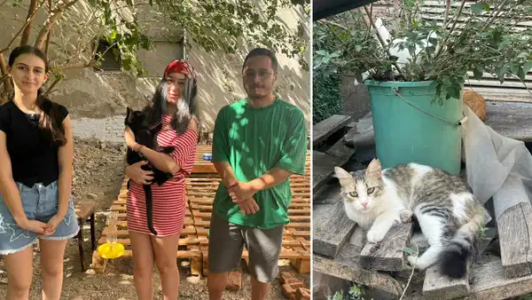 Sokak kedileri için 'mahalle' projesi: 13 yaşındaki Bade'den su ve mama kabı desteği