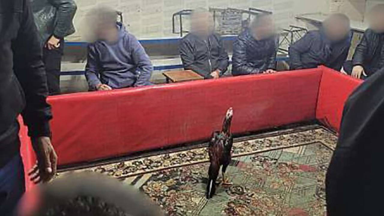 Siirt’te horoz dövüşüne suçüstü: 60 kişi yakalandı