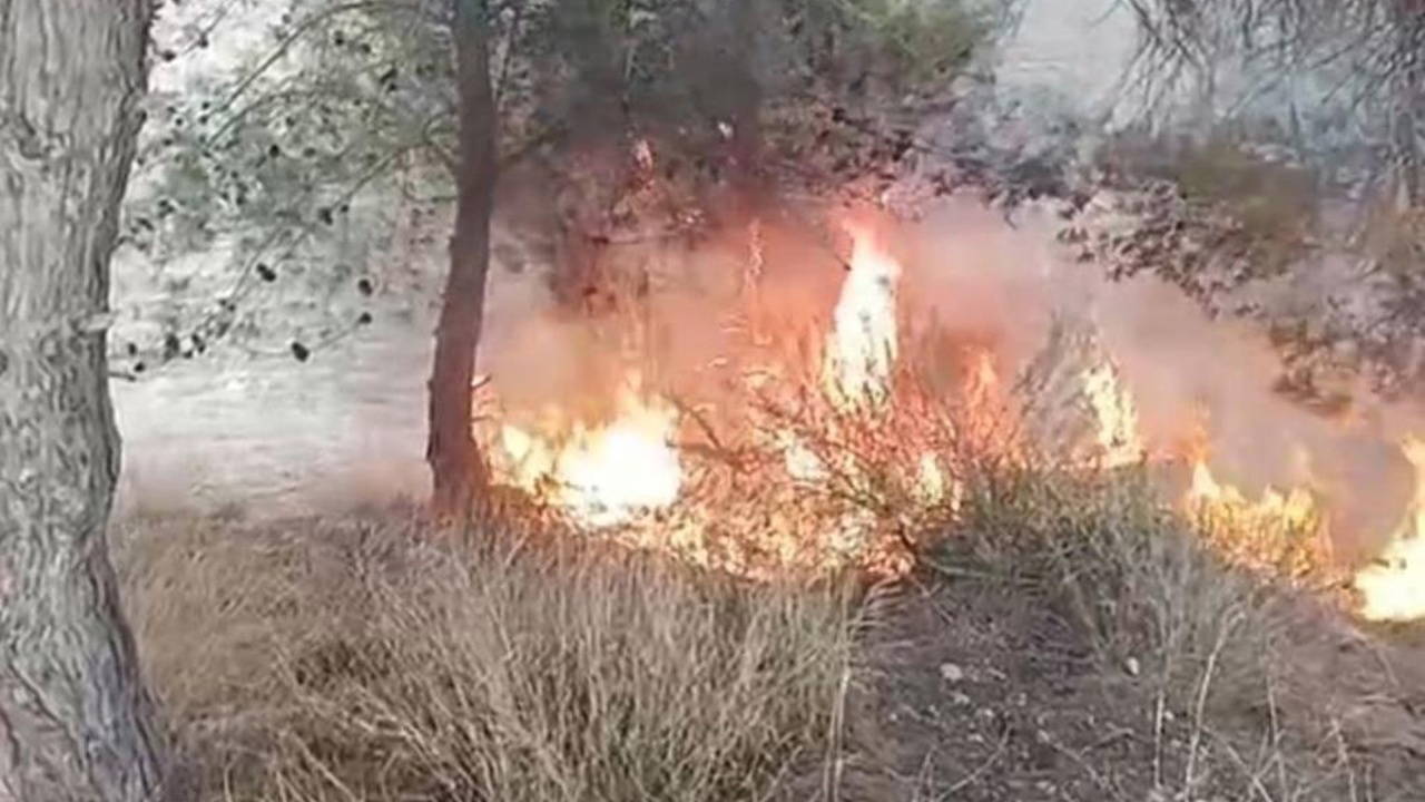 100 zeytin ağacı yandı: 'Yangını bir çocuk çıkardı' iddiası