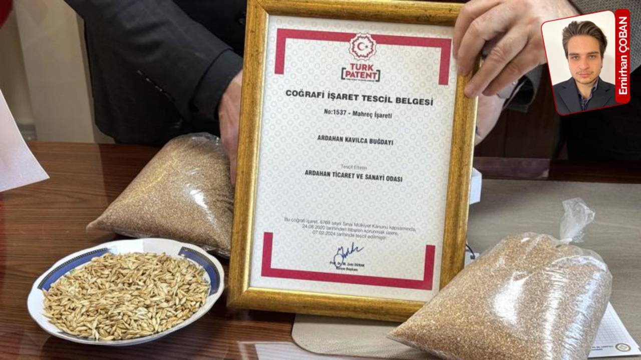 Geçmişi 10 bin yıla dayanan Ardahan kavılca buğdayı, coğrafi işaret tescili aldı: Ata’nın yaşattığı buğday