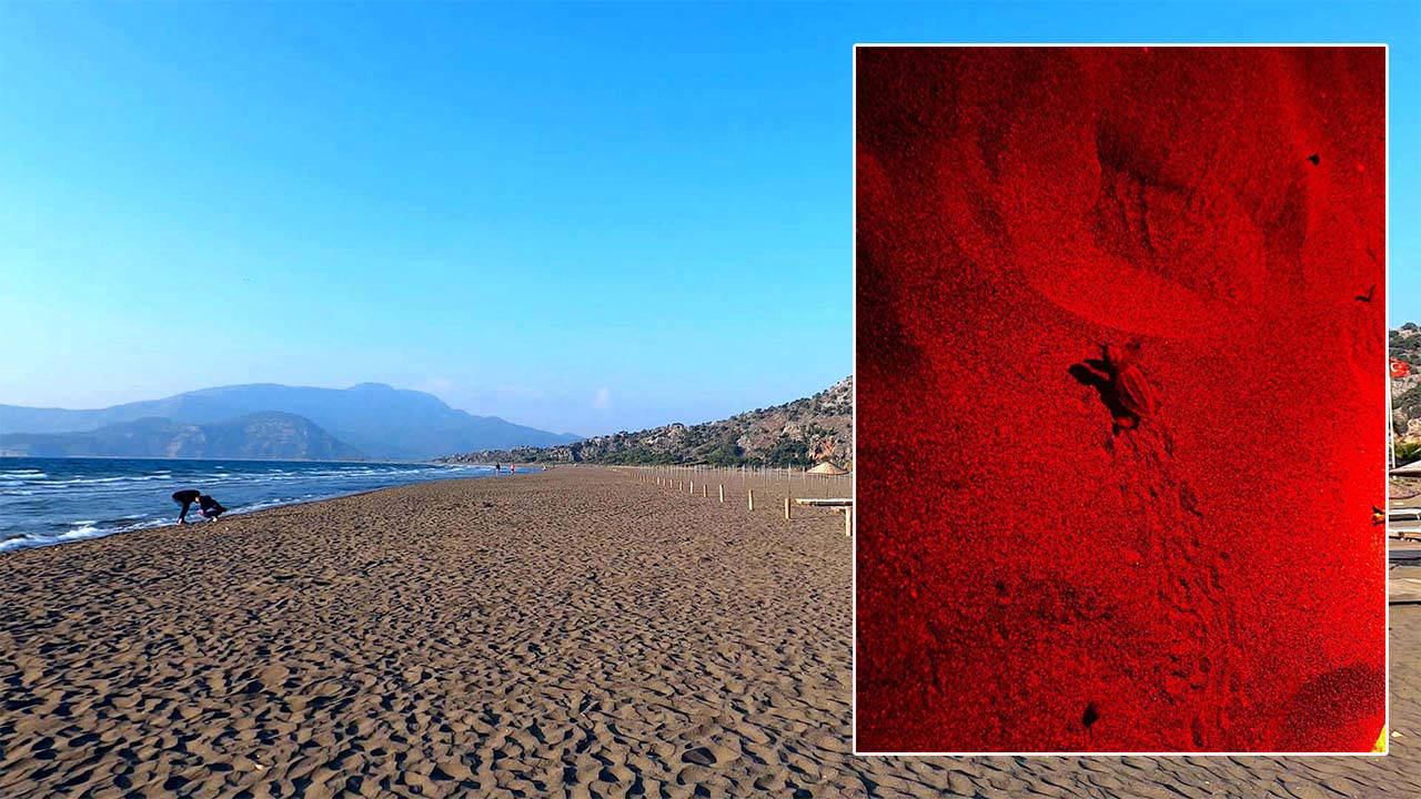 2025'in ilk caretta caretta yavruları denizle buluştu