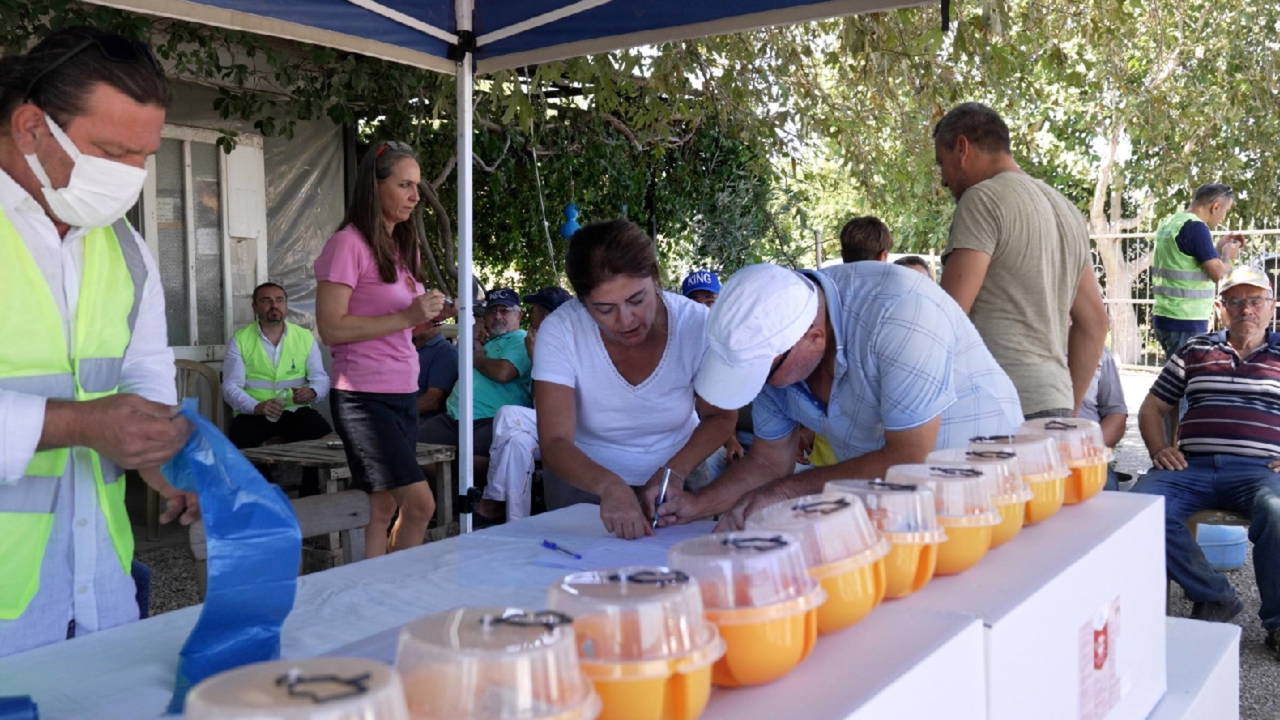 Büyükşehir’den üreticiye Akdeniz meyve sineği ile mücadele desteği