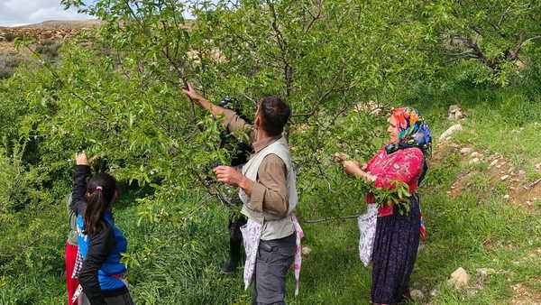 Mersin'de hasat 15 gün erken başladı: 150 ton rekolte bekleniyor...
