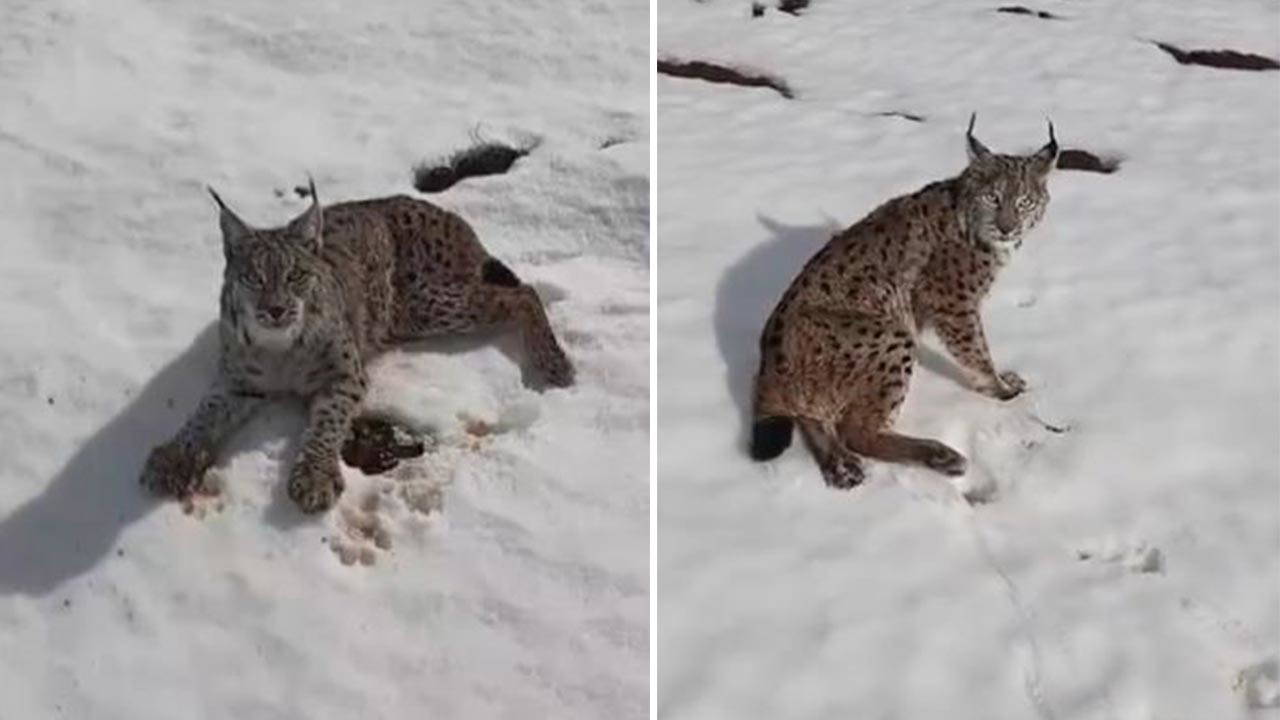 Sivas'ta tır şoföründen alkışlanacak hareket: Yaralı vaşak için seferber oldu!