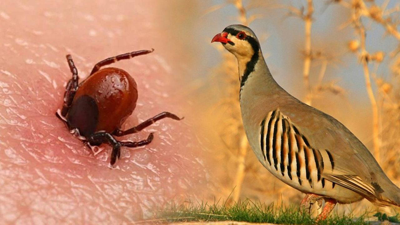 Kastamonu'da 2 bin 100 kınalı keklik doğaya bırakıldı