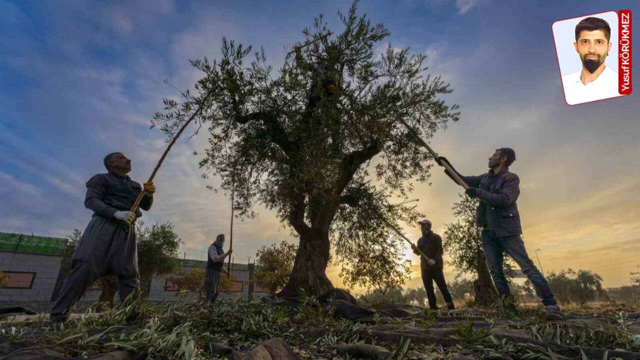 Zeytin üreticisinin yüzü rekoltede gülmedi: Kalite var, umut yok