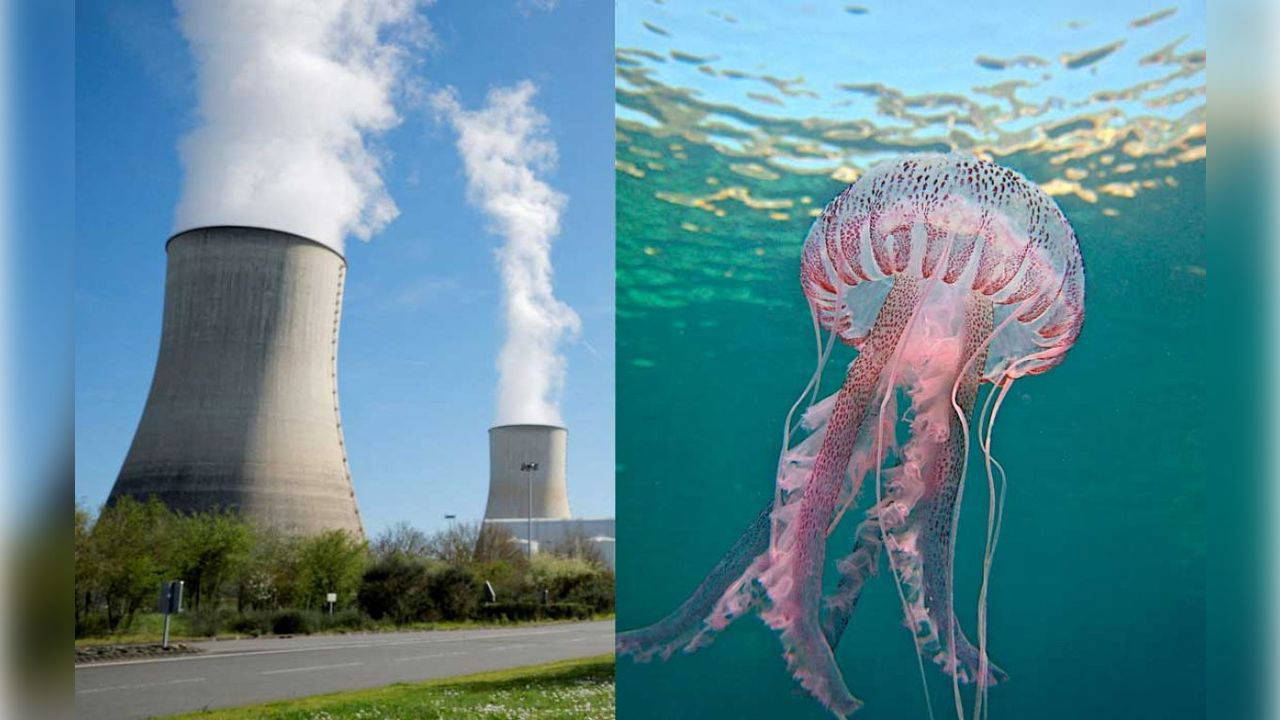 Nükleer santral, denizanası istilasına teslim oldu