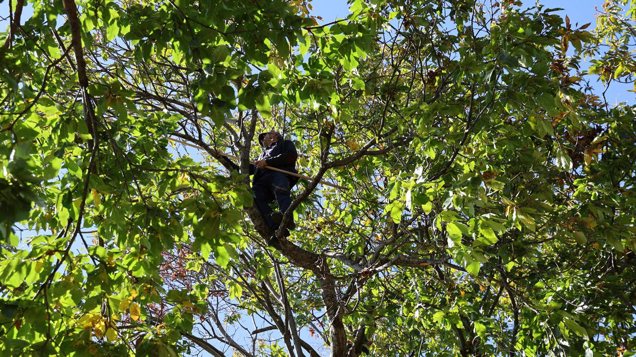 Aydın dağlarında zorlu hasat sona erdi: Kuraklığa rağmen rekolte iyi...
