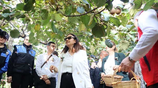 Yalova'nın coğrafi işaretli lezzetinde hasat zamanı: Kentte 20 ton rekolte bekleniyor...