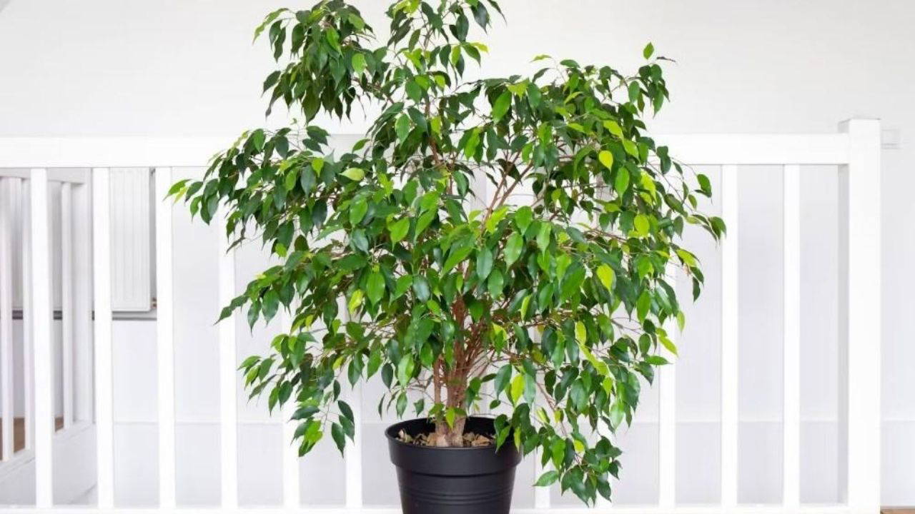 Doğal ferahlığın etkili yolu: Evin havasını tertemiz yapan 7 bitki