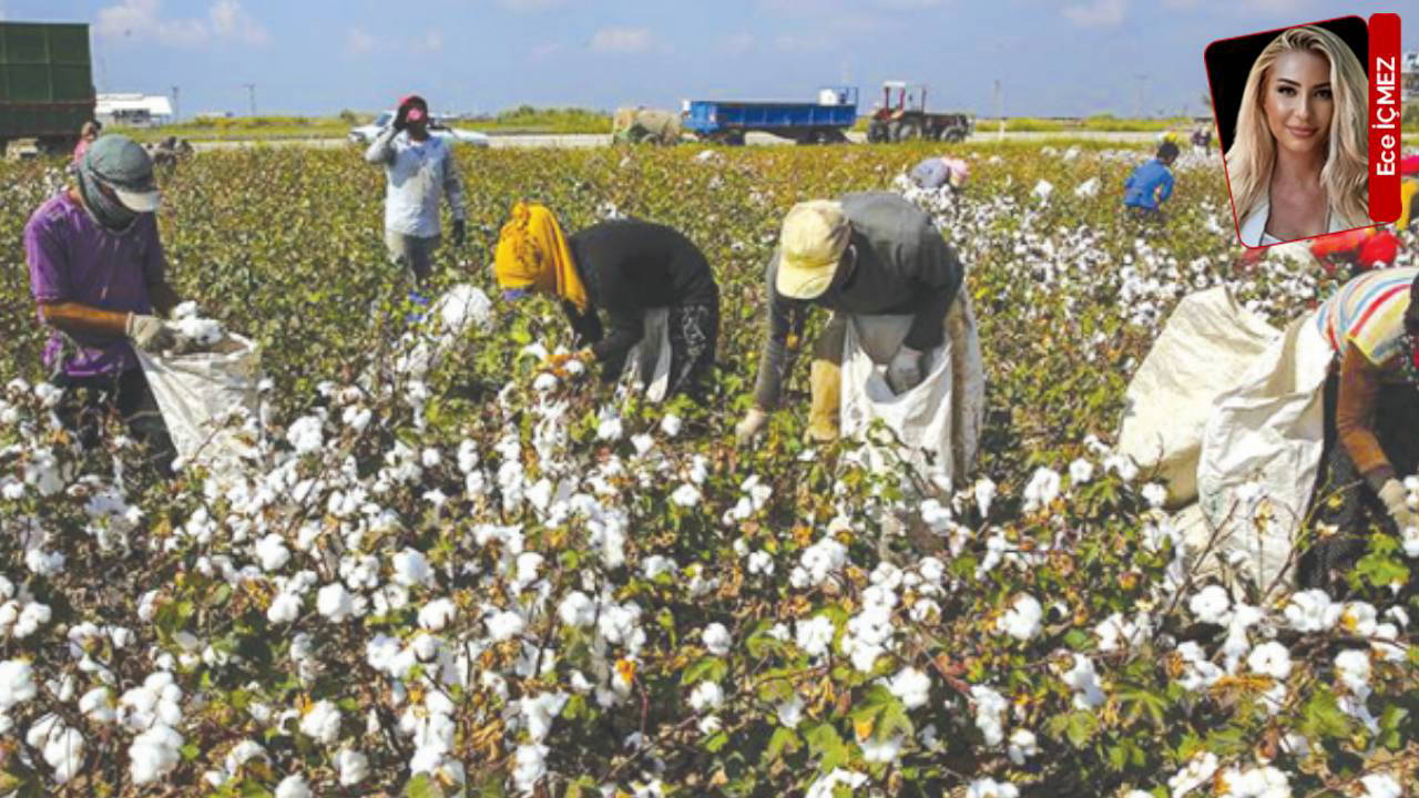 Ege’de sancılı hasat