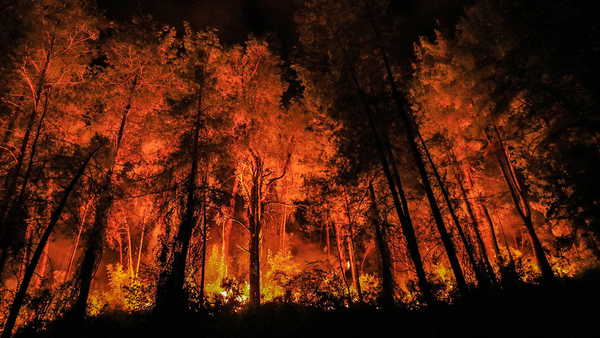 İhmal, kasıt, kaza... Bakanlık 2025 orman yangını raporunu açıkladı!