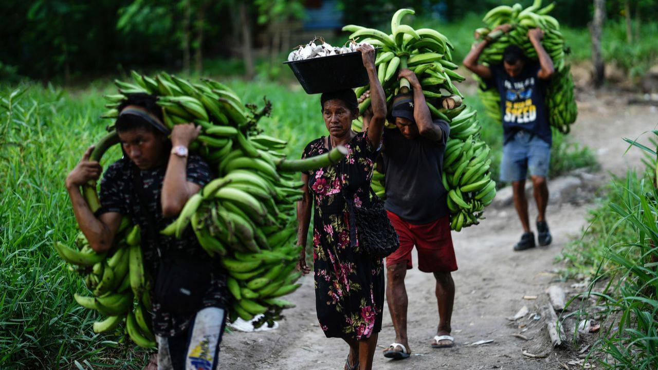 Araştırma: İklim değişikliği, muz üretimini tehdit ediyor