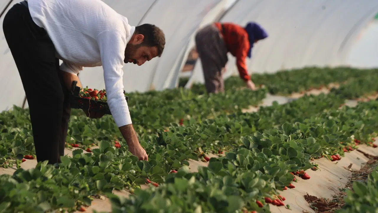 'Burada yetişmez' diyenlere kulak asmadı! Dönüm başına 4,5 ton ürün alıyor...