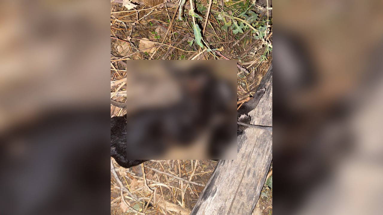 Tokat'ta vahşet; 3 yavru köpek birbirlerine iple bağlanarak boğulmuş halde bulundu