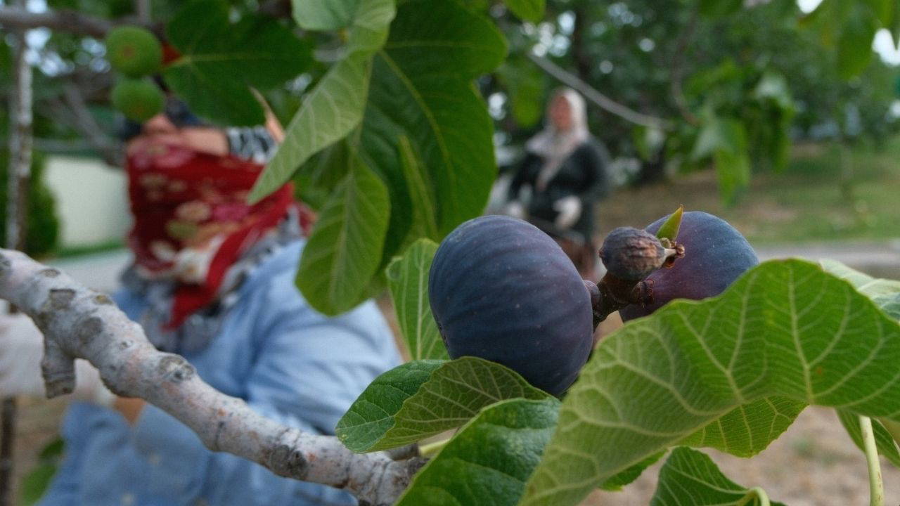 İngiltere Düşesi Kate Middleton'un favorisi....