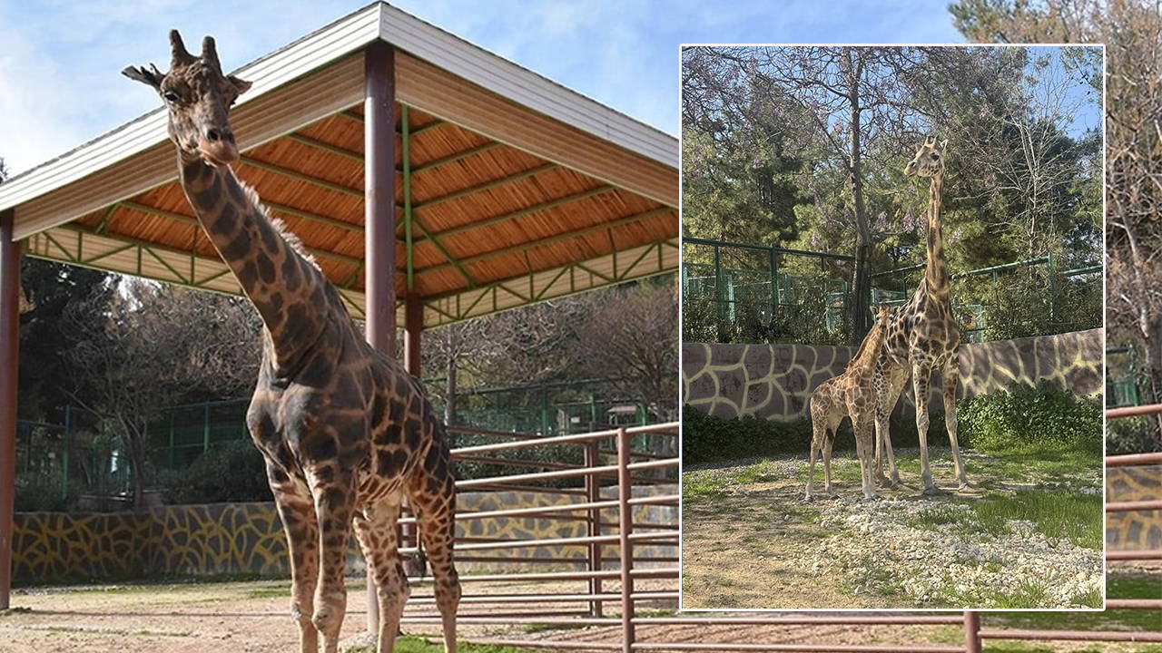 Türkiye’nin ilk zürafa yavrusu Gaziantep’te doğdu: İsim aranıyor!