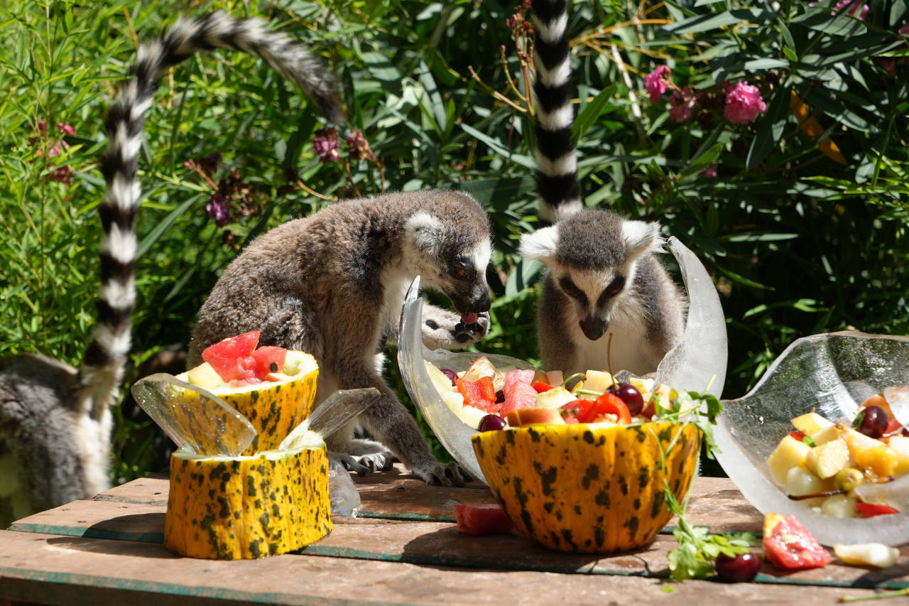 Antalya'da sıcaktan etkilenen hayvanlara buzlu meyve kokteyli