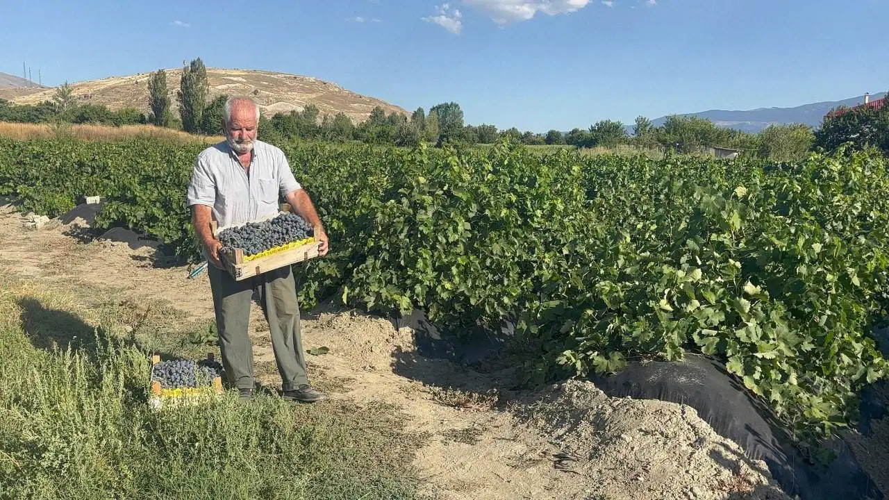 Avrupa ve Orta Doğu bu ürünün peşinde: Erzincan'ın 'siyah incisi' dünyaya açılıyor