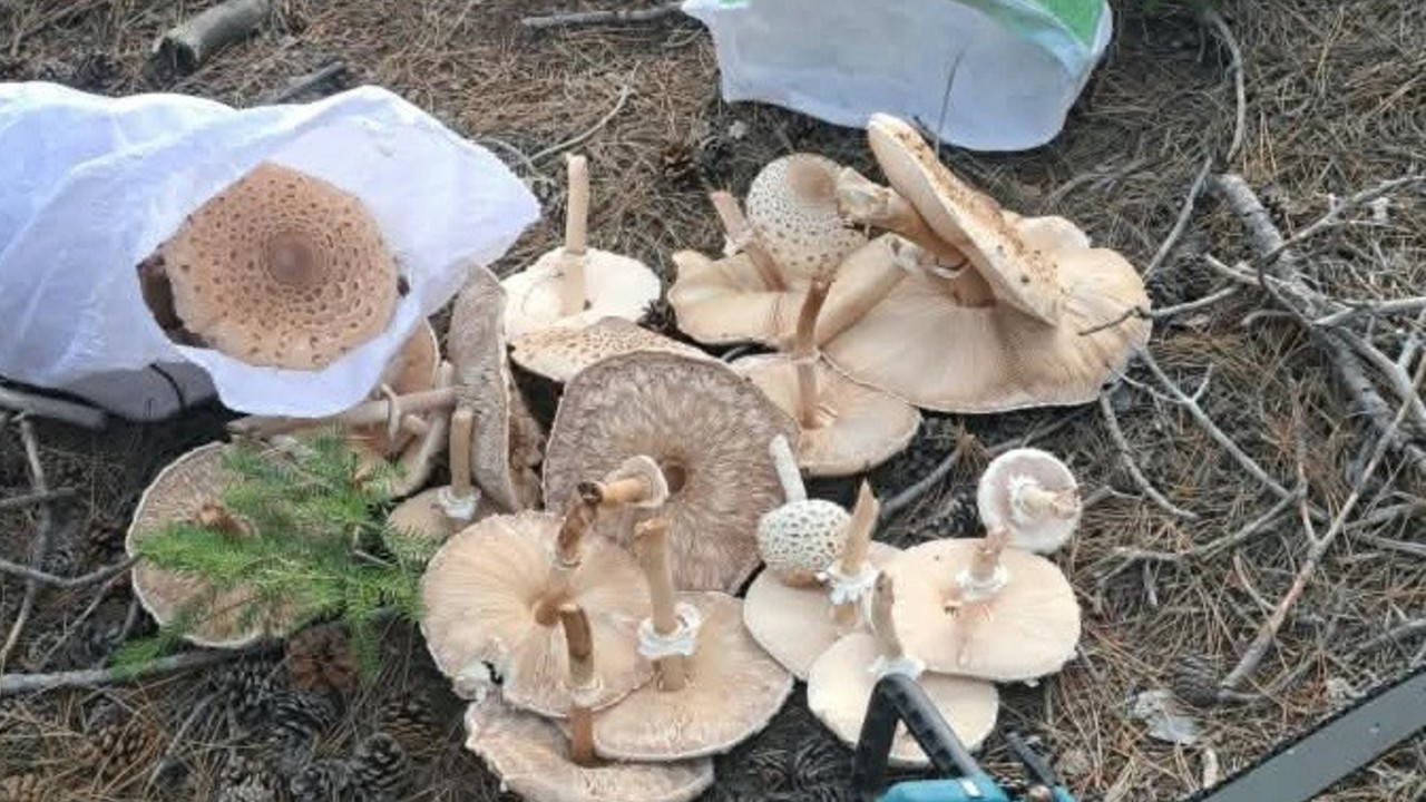 Yağmuru yedi, boyutları kontrolden çıktı! Çuvallara sığmadı..