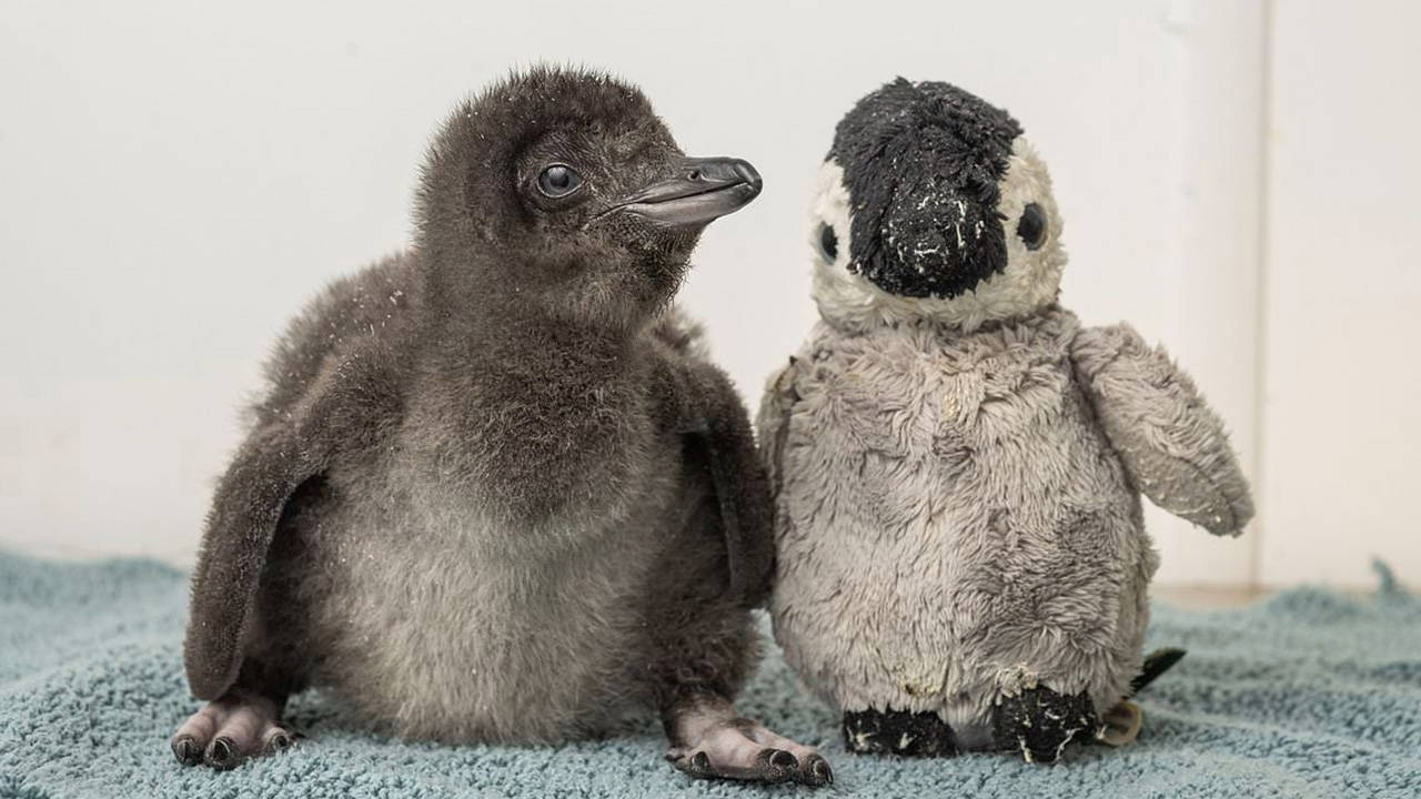 Punch'tan sonra peluşla teselli bulan penguen gündemde