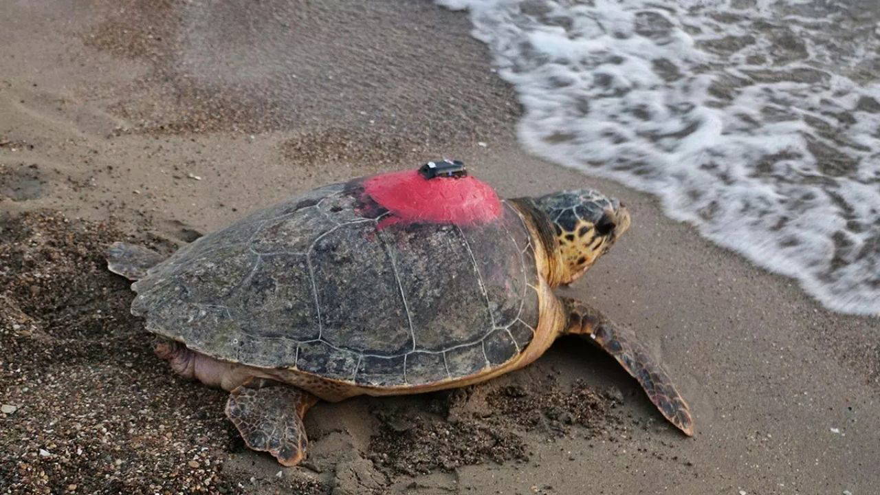 Sinyali kesilen caretta caretta 