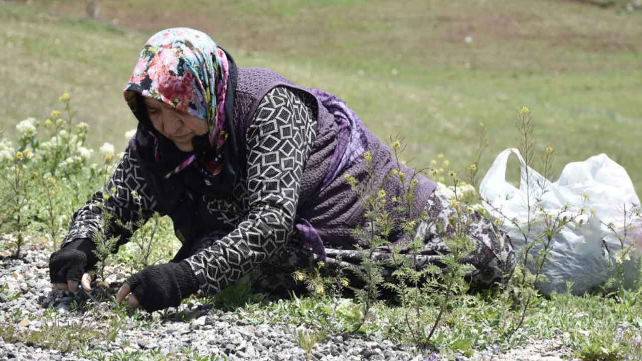 Hasadı zahmetli olsa da Sivaslıların vazgeçilmezi: Köy köy gezip toplanıyor: Kilosu 150 TL'den satılıyor....
